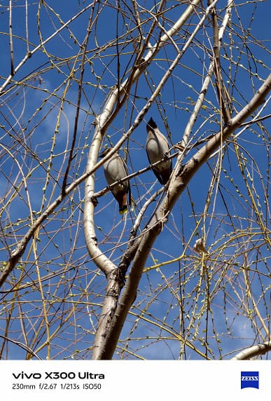 Тест камер Vivo X300 Ultra и Samsung Galaxy S26 Ultra при 10-кратном приближении