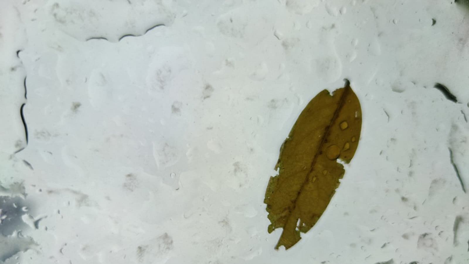 Xiaomi Mi CC9 Pro удивляет за сутки до анонса