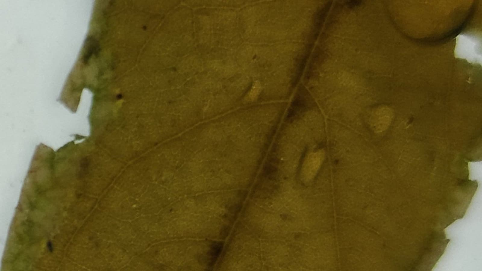 Xiaomi Mi CC9 Pro удивляет за сутки до анонса