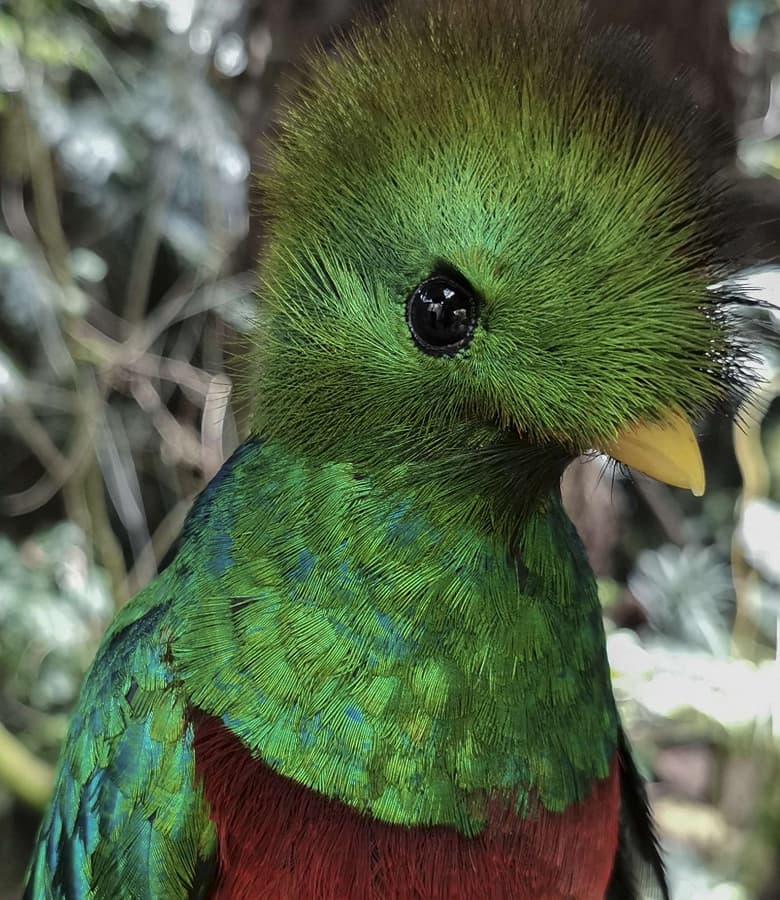 Xiaomi Mi 10 заплачет от зависти. Так снимает камера Huawei P40