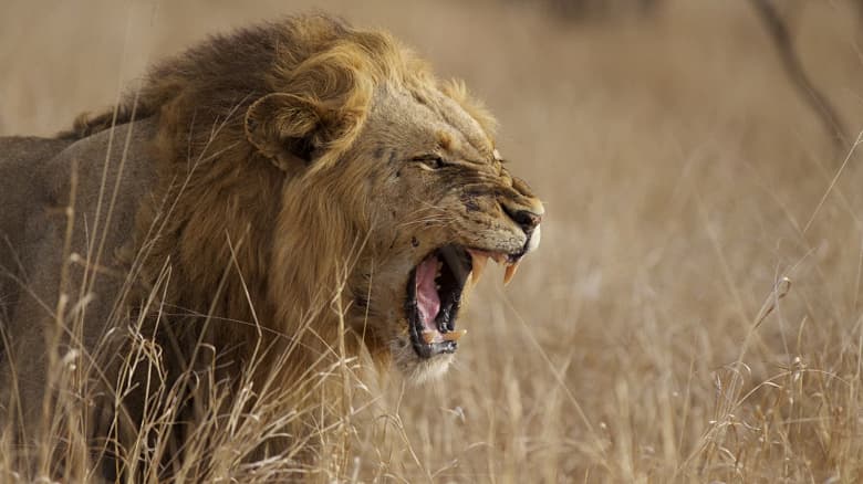 Забавная пасхалка iOS 14.3. Siri научили рычать как лев и крякать как утка