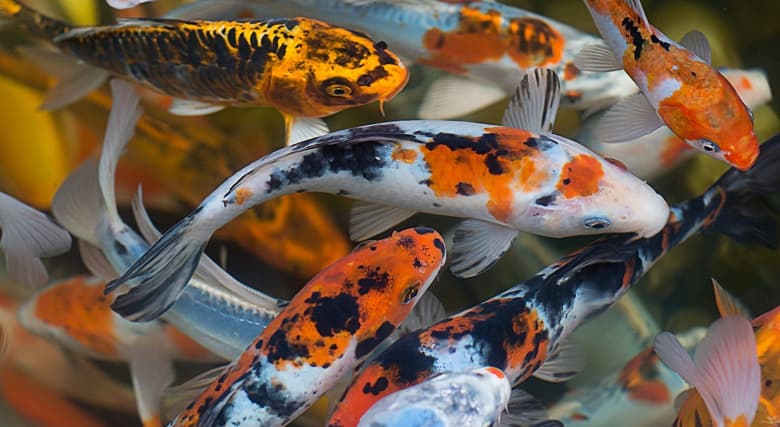 Realme Koi — первый смартфон бренда на Snapdragon 888 с очень красивым дизайном Realme Koi — первый смартфон бренда на Snapdragon 888 с очень красивым дизайном