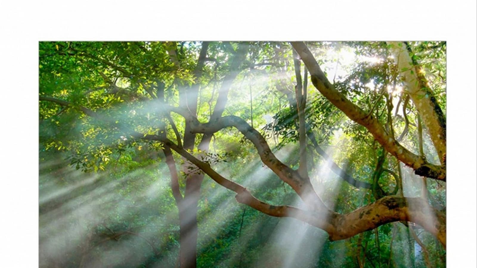 Непобедимый лидер. Samsung в 15-й раз подряд завершает год доминированием на рынке телевизоров