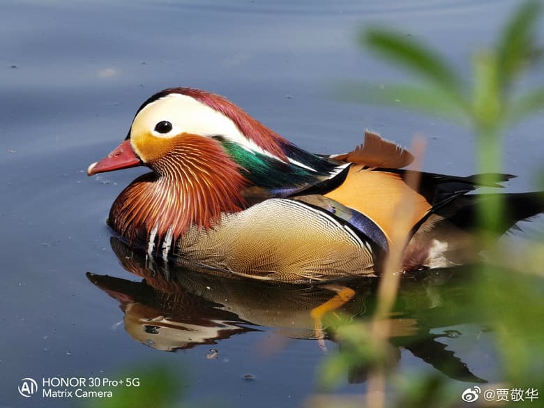 50-кратный зум Honor 30 Pro+ в деле. Сравнение с другими флагманами