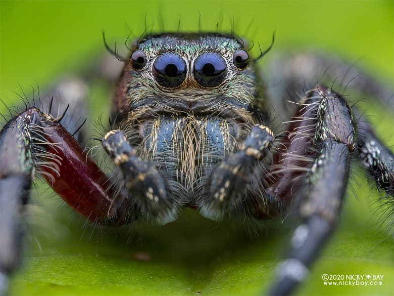 Поставки объективов Venus Optics Laowa 50mm f/2.8 2X Ultra Macro APO системы MFT начнутся в конце месяца