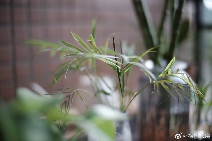 Появились фотографии распаковки объектива Laowa Argus CF 33mm f/0.95 APO и фотографии, сделанные этим объективом