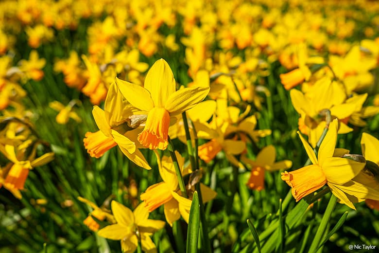 Представлен объектив Samyang AF 24mm F1.8 FE