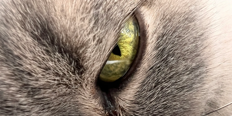 На что способен iPhone 13 Pro в режиме макросъёмки: достоинства и недостатки