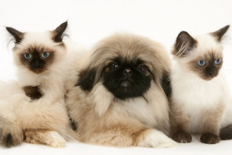 СберБанк запустил уникальную систему распознавания животных СберБанк запустил уникальную систему распознавания животных