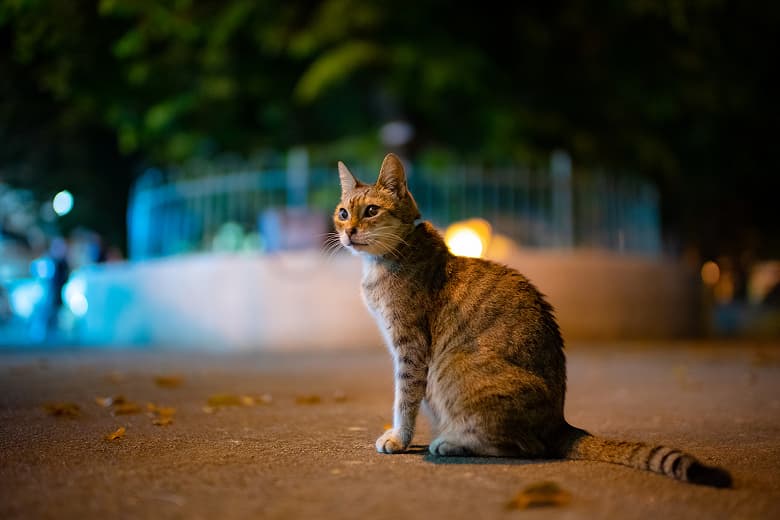 Представлен объектив Laowa Argus 35mm f/0.95 FF