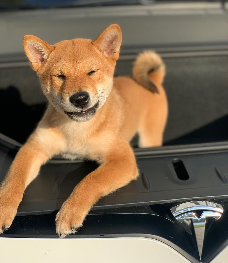 Илон Маск больше не влияет на курсы криптовалют? По крайней мере, рынок больше не лихорадит от фотографий его щенка