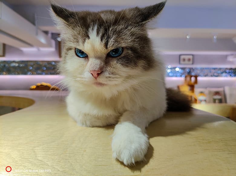 Так снимает первый в мире смартфон с 35-миллиметровым объективом, F/1,6 и Sony IMX787. Опубликовано первое фото с Nubia Z40 Pro