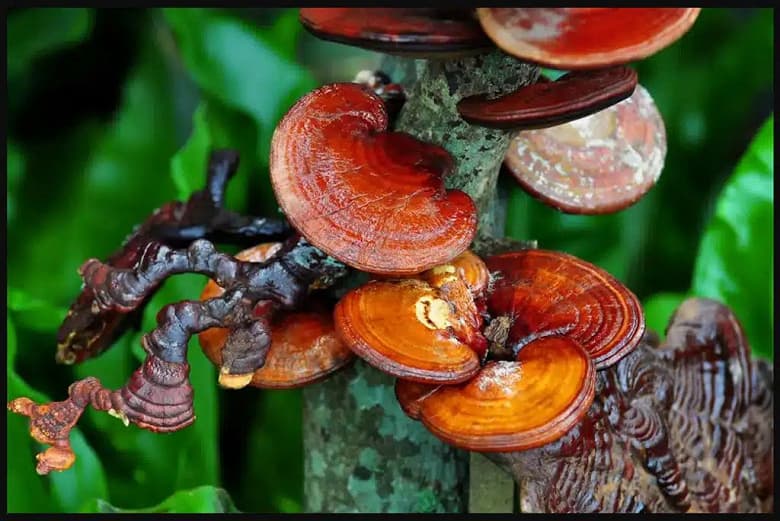 Новые медицинские импланты могут частично состоять из грибов Новые медицинские импланты могут частично состоять из грибов