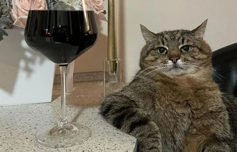 Котики спасут человечество. В крови кошек обнаружили универсальные антитела от коронавирусов