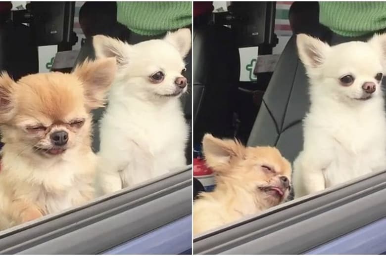 Собакам больше нравятся электромобили? Исследование показало, что им там комфортнее