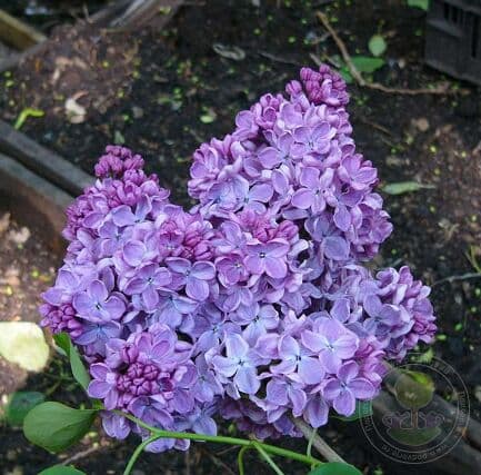 В России в августе запустят в космос автономный спутник с ростками сирени. За их ростом можно будет наблюдать в реальном времени