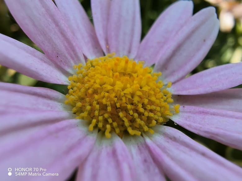 Так снимает Honor 70 Pro, оснащенный новейшим 54-мегапиксельным сенсором Sony IMX800. Опубликованы примеры фото в разных режимах, в том числе и ночью