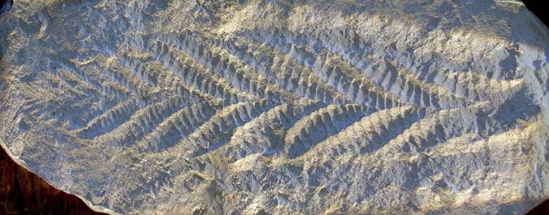 Ученые рассказали, как выглядел первый хищник на Земле. У него был экзоскелет и не было зубов