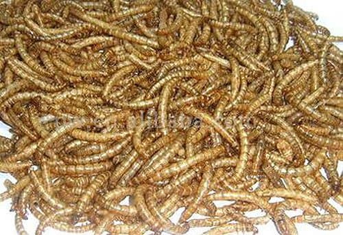 Вкусно – и точка. В Корее создали заменитель мяса из личинок насекомых