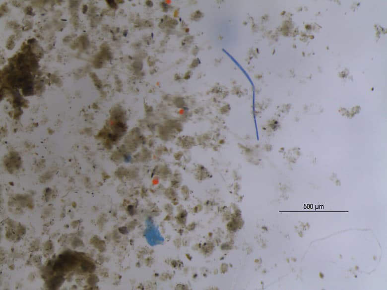 Микропластик впервые обнаружен в листьях растений