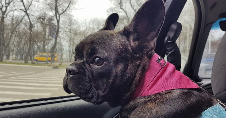 В России предлагают запретить свободную перевозку животных в машинах