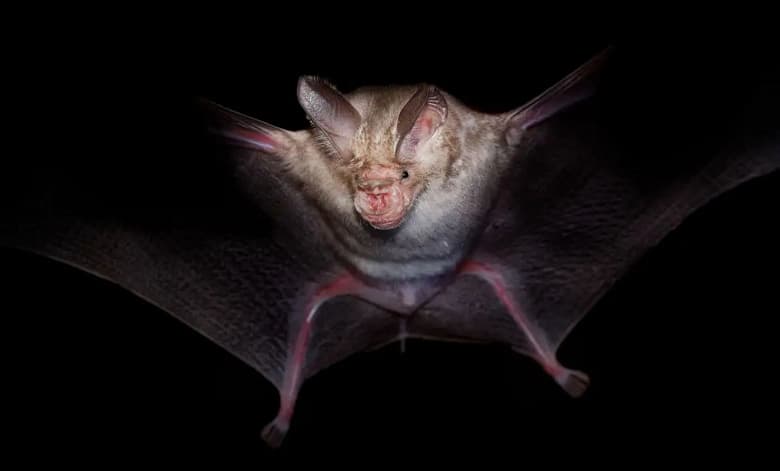 У летучих мышей из России нашли новый опасный вирус, похожий на SARS-CoV-2. Он способен заражать людей и устойчив к существующим вакцинам от коронавируса