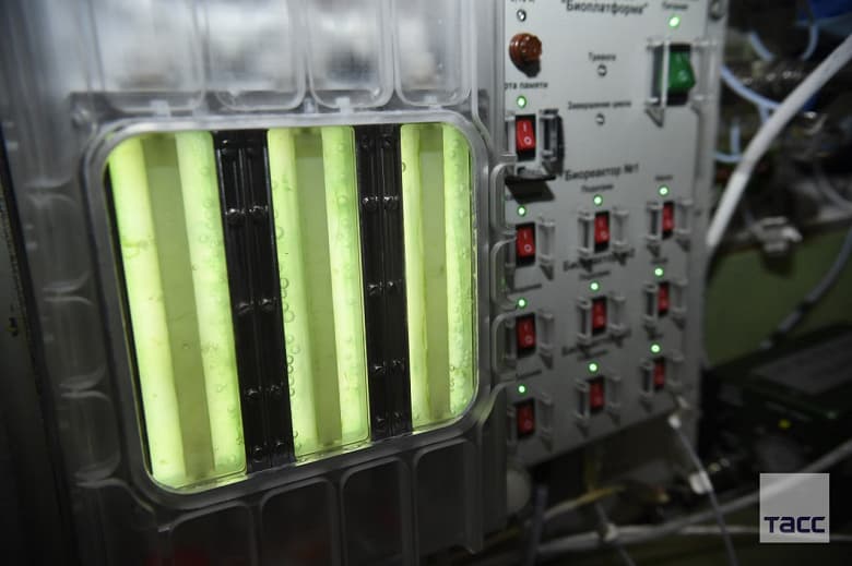 На МКС получили кислород из водорослей