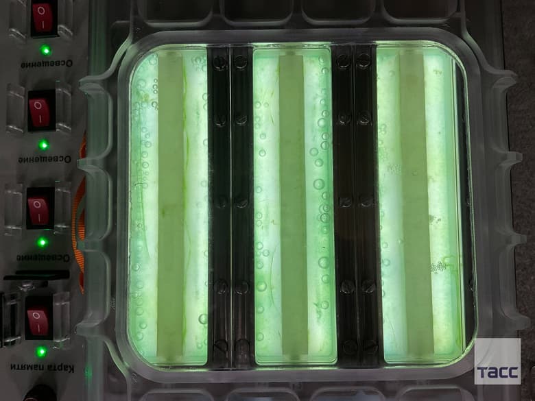 На МКС получили кислород из водорослей