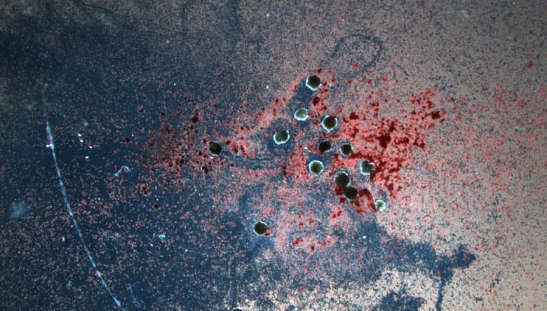 Учёные с помощью ИИ создали роботов из живых тканей, и они начали самовоспроизводиться