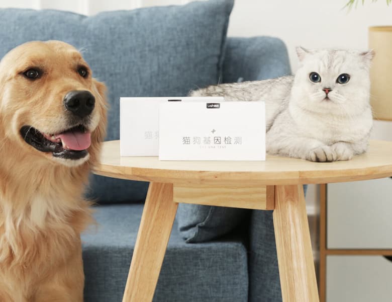 Xiaomi выпустила генетический тест для кошек и собак Xiaomi выпустила генетический тест для кошек и собак