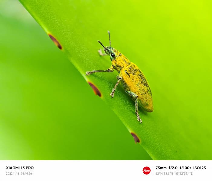 Опубликованы эффектные фото и видео с Xiaomi 13 Pro, демонстрирующие макросъёмку