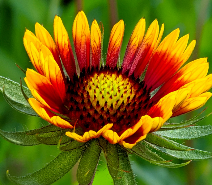 В Google Camera добавили фоторежим Leica. Приложение вышло на Xiaomi 12S, Samsung Galaxy S22, Redmi K50 и других устройствах