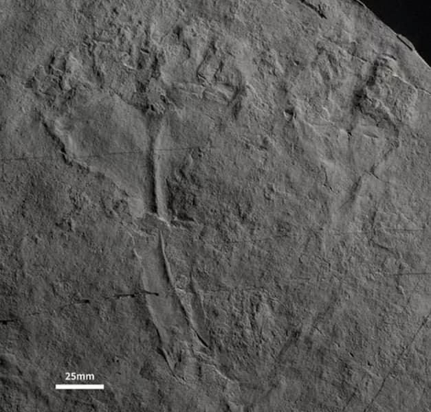 Ученые рассказали, как выглядел первый хищник на Земле. У него был экзоскелет и не было зубов