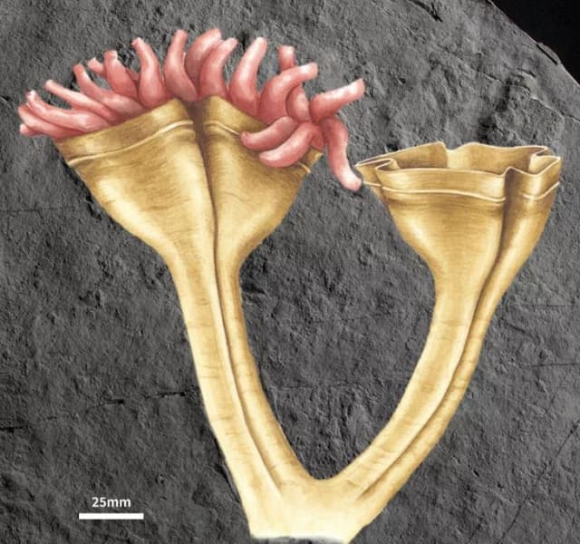 Ученые рассказали, как выглядел первый хищник на Земле. У него был экзоскелет и не было зубов
