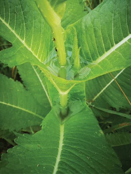 Микропластик впервые обнаружен в листьях растений