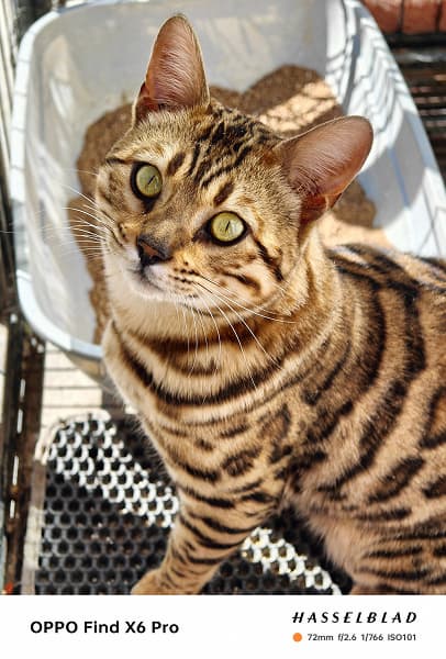 Так снимает претендент на звание лучшего камерофона в мире. Реальные (а не рекламные) фото, сделанные на камеру Oppo Find X6 Pro