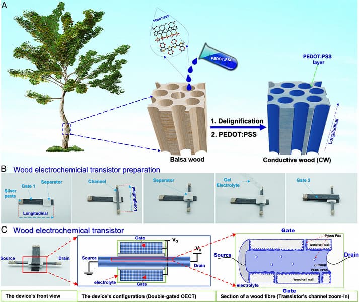 Учены создали первый в мире деревянный транзистор – он работает на частоте 1 Гц